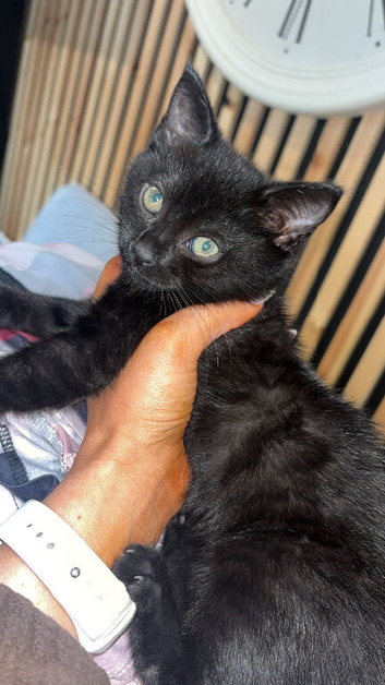 Kitten