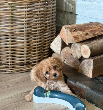 Gorgeous Cavapoo puppy one left!!