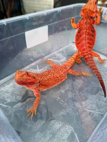Bearded Dragons