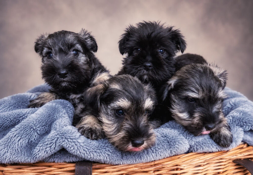 Miniature schnauzer k c reg