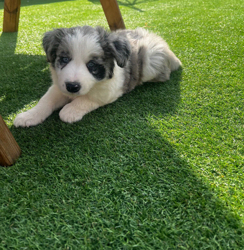 Beautiful border collie puppies