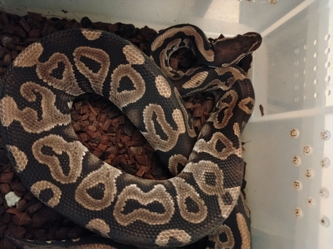 Adult Royal Pythons