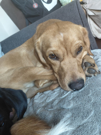 Cavador