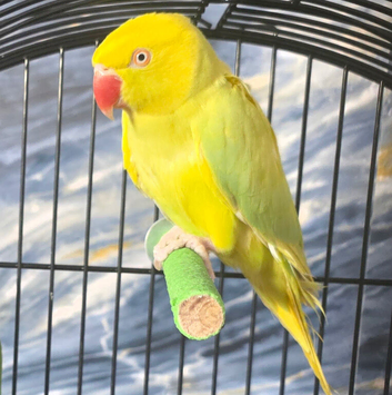 Yellow indian ringneck also have green indian ringneck parrot