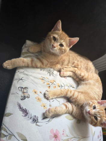 Kittens ready now pixie bob mix