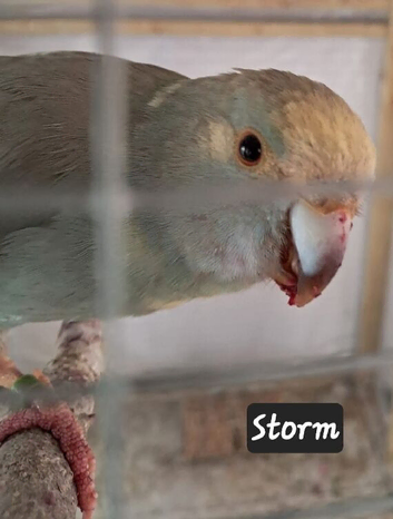 Two lovely male Kakarikis available