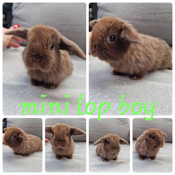 Mini lop babies available