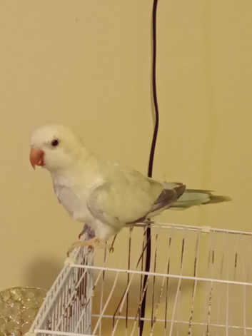 White &blue male quaker semi tame