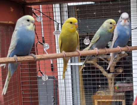 Baby budgies