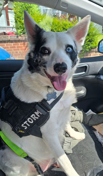 3yr old girl for rehoming- no fault of her own