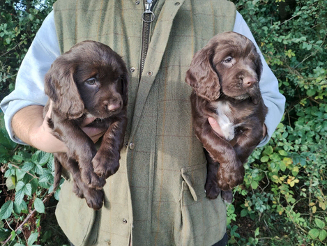Cocker Spaniel Puppies Top Quality