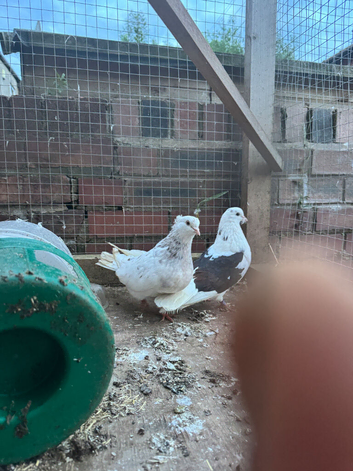 Iranian pigeons
