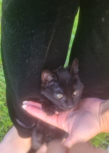 Kitten