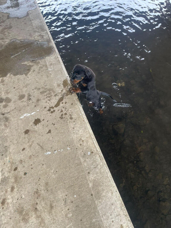 3 month old female Rottweiler pup