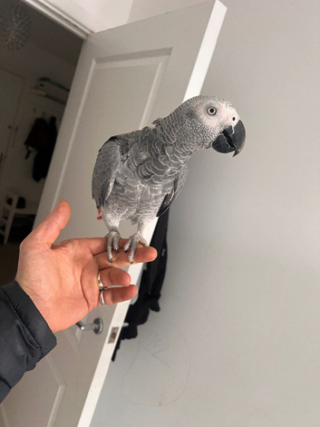 Baby African grey eight months old
