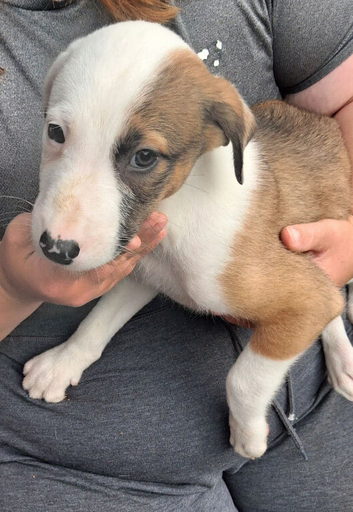 Well bred beautiful lurcher puppies