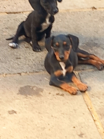 Patterdale cross jack Russel puppy's