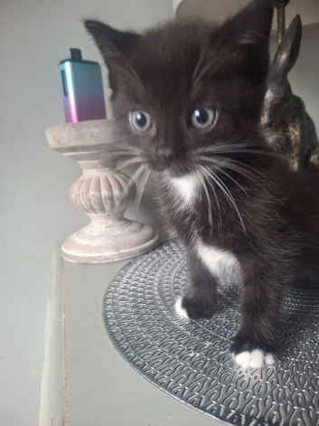Black and white boy kitten
