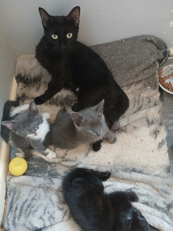 One lovely little girl  all black