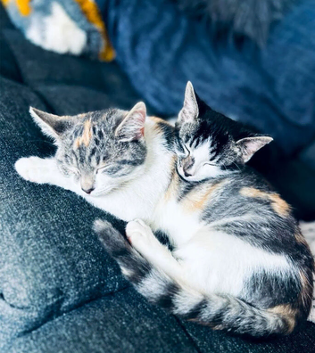 Two kittens both female to go together