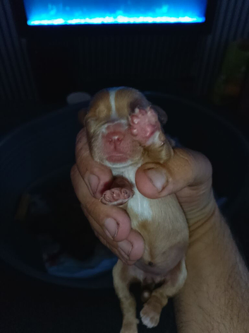 stunning cock-a-tzu puppies for sale