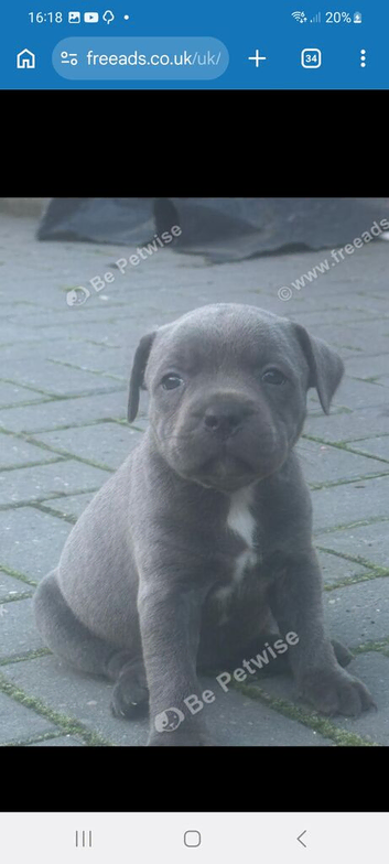 Staffordshire