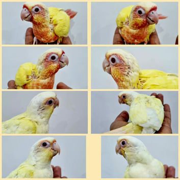 Gorgeous red eye lutino & crimino conure