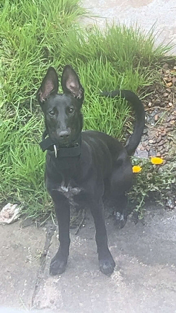 Greyhound cross mali Shepard