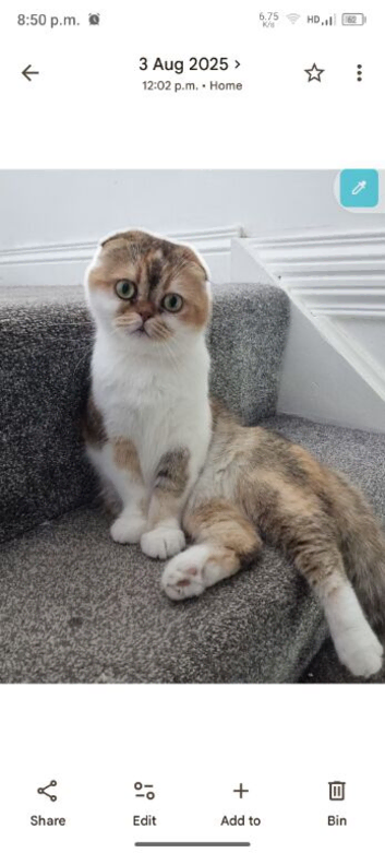 Scottish Fold