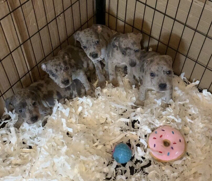 Dna clear Rare blue Merle Staffordshire bull terrier puppies