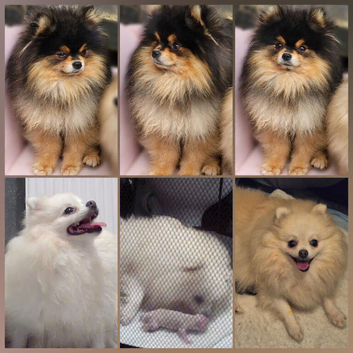 Pomeranian Puppies