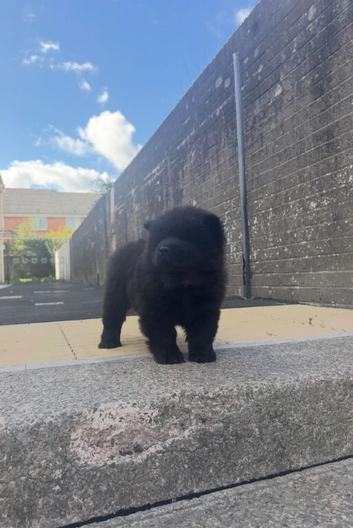Chow chows