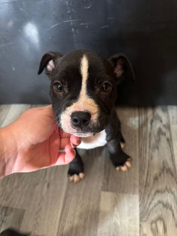 Puppy for sale