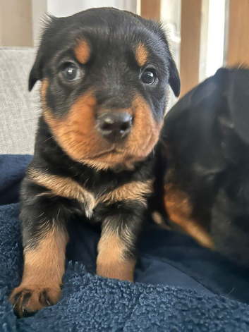 4 male puppies, 3 female