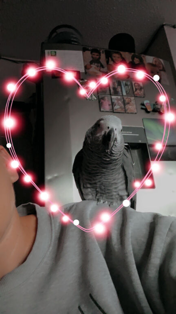 NO SWAPS! NO OFFERS! Beautiful african grey boy