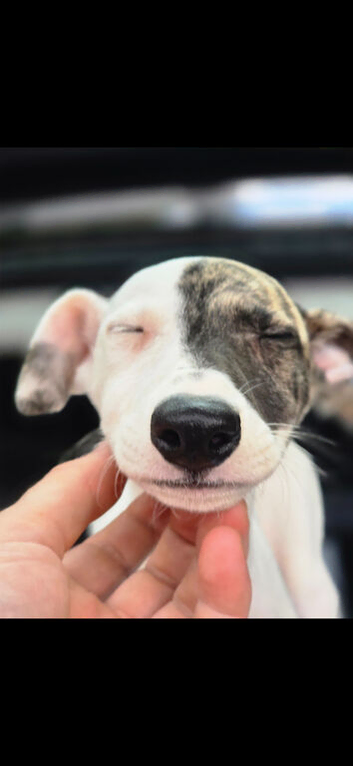 Beautiful lurcher female
