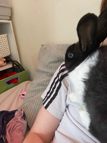 2 male rabbits for sale