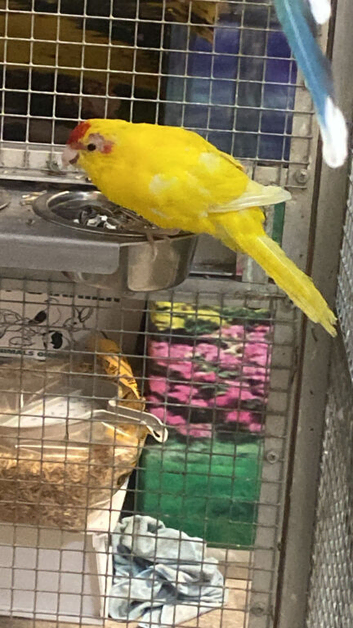 Baby Kakirikies Available