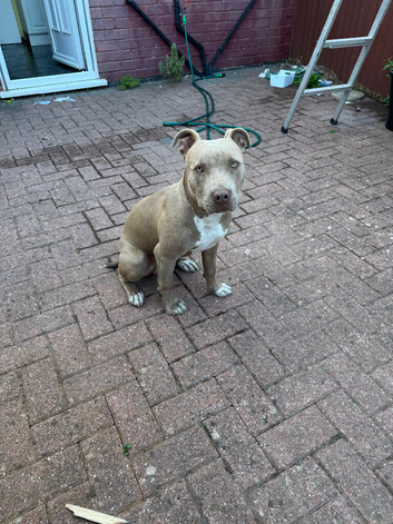 American bully