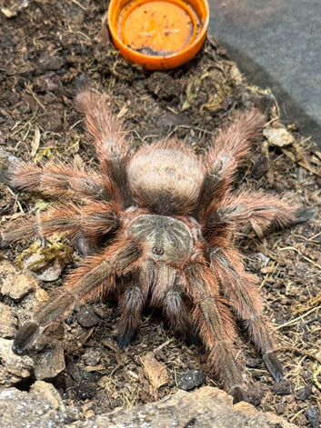 Tarantulas for sale in Swinton