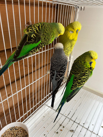 Expedition budgies