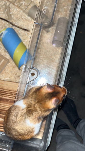 10 week old male Syrian hamster with cage