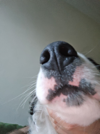 Border collie boy long coat