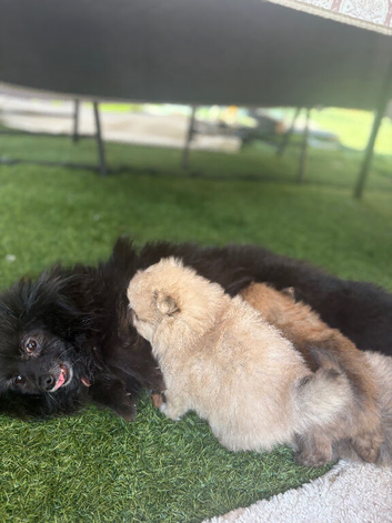 Beautiful Pomeranian Puppies for Sale