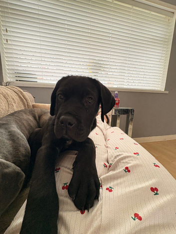 Puppy for sale