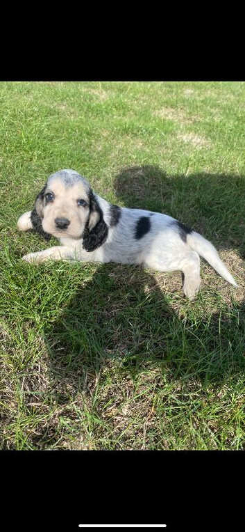 Gorgeous KC Show cocker spaniel