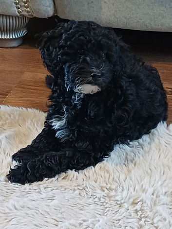 CAVAPOOCHON puppies
