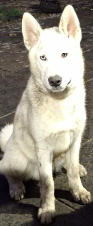 Husky for sale