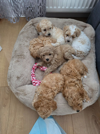 Cavapoochon puppies