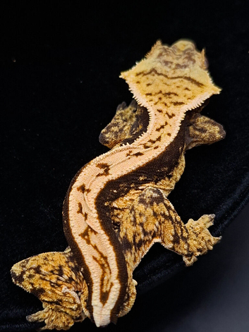 Beautiful Crested Geckos ready for their new homes